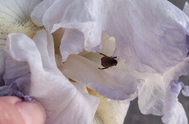 What bug is destroying my white flowers?