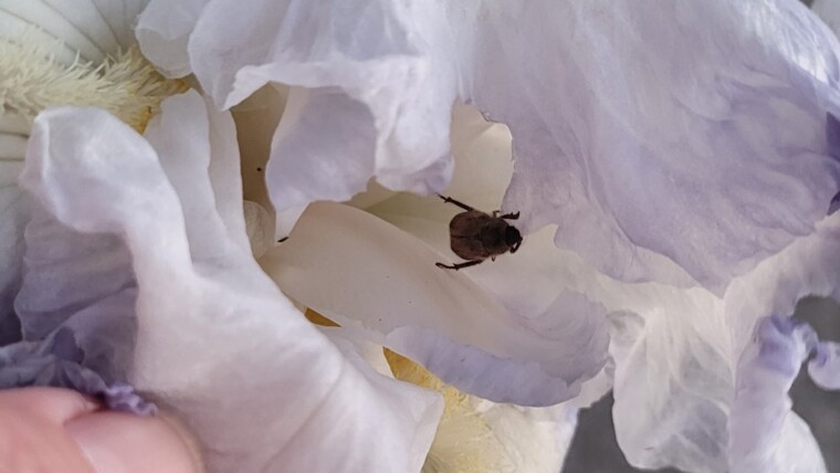 What bug is destroying my white flowers?